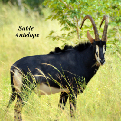 Sable Antelope